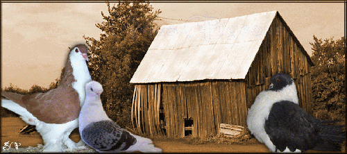 MES PIGEONS MA PASSION-SITE DE COLOMBICULTURE ET COLOMBOPHILE