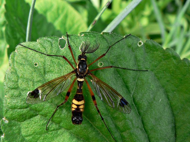 Pour Isao : ctenophora ornata 02.31