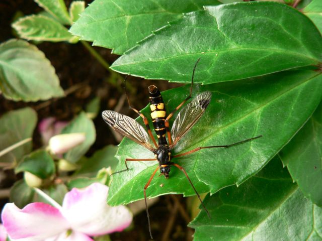 Pour Isao : ctenophora ornata 02.32