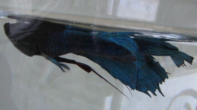 Pourriture des nageoires et betta qui flotte 16.182