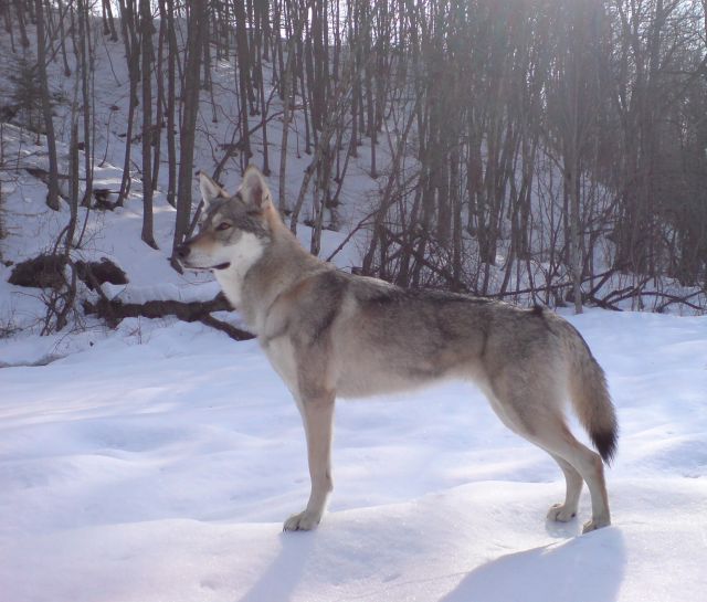 Différence entre chien-loup tchèque et saarloos Différence entre chien-loup tchèque et saarloos