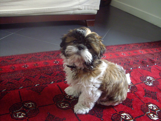 Image