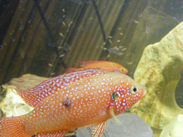 mes repro Hemichromis Lifalili 09.457