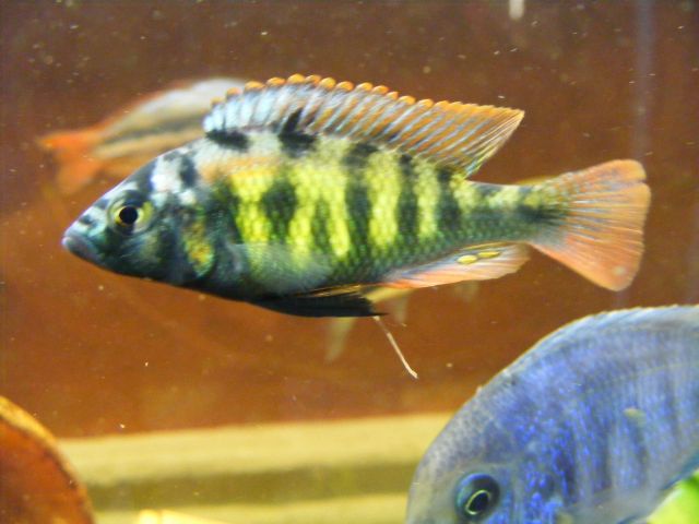 Haplochromis obliquidens 15.159