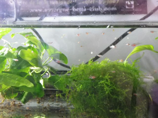 Mes repros, PK dragon armadillo bi-colore et PK big ears multi X salamander 04.340