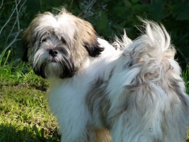 Différences entre shish tzu et lhassa apso - Page 2 - Forum de