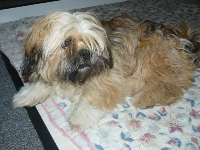 Différences entre shish tzu et lhassa apso - Page 2 - Forum de