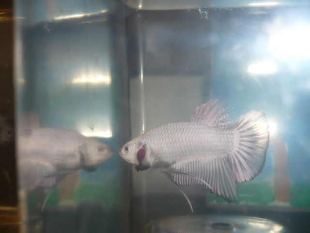repro pkhm dragon platinium X pk dragon armadillo 09.366