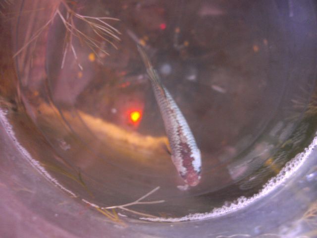 repro pkhm dragon platinium X pk dragon armadillo 15.26