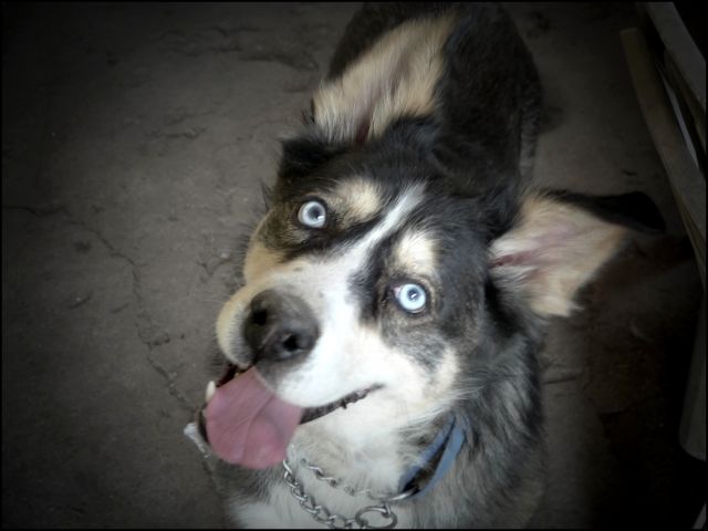 Princesse De La Ville Elle A Les Yeux D'un Husky