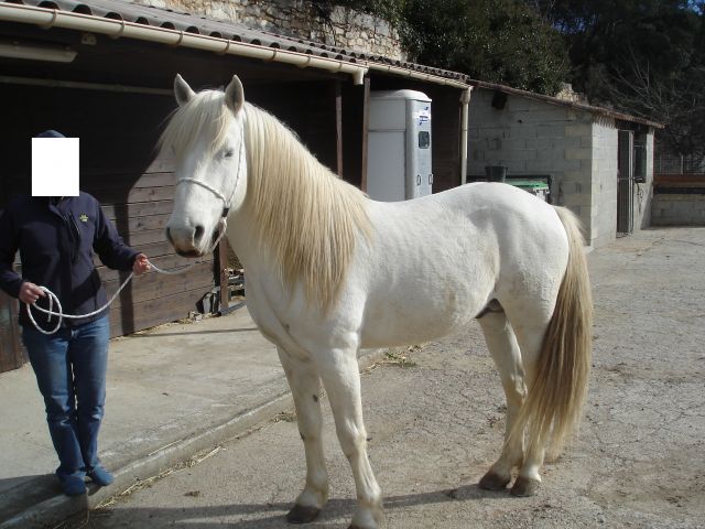Saillie 2013 Ratié de Belugo étalon camargue agréé 05.158