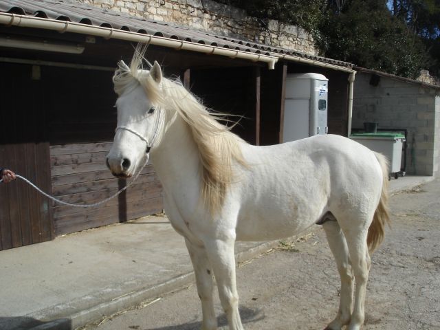 Saillie 2013 Ratié de Belugo étalon camargue agréé 05.159