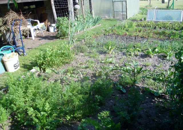le potager 2013 12.20