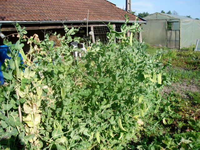 le potager 2013 12.21