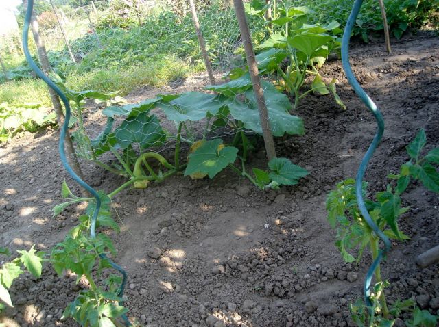 le potager 2013 12.22