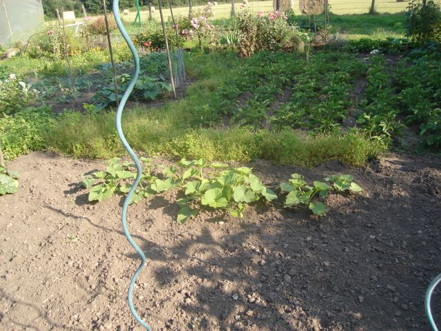 le potager 2013 12.23
