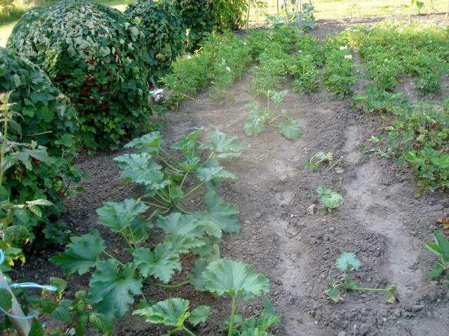 le potager 2013 12.26
