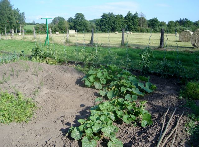 le potager 2013 12.27