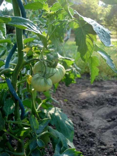 le potager 2013 12.28