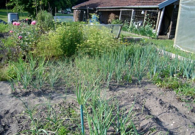 le potager 2013 12.29