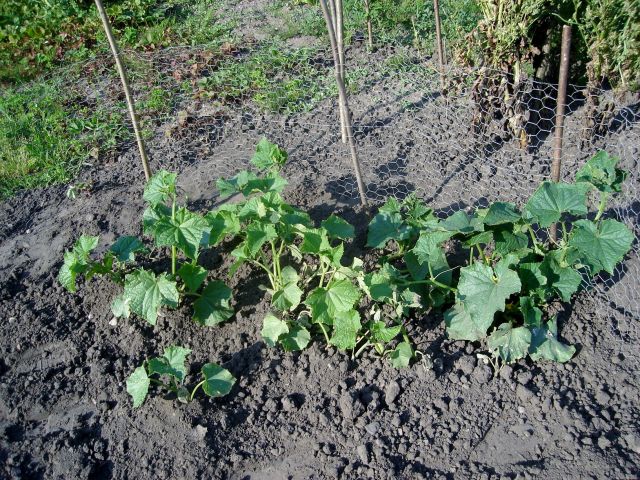 le potager 2013 12.30