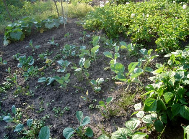 le potager 2013 12.31