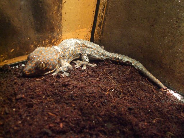 Mes reptiles et Insectes 16.10