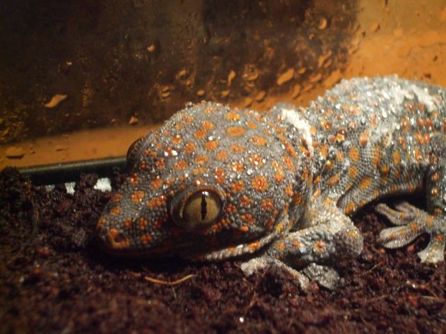 Mes reptiles et Insectes 16.11