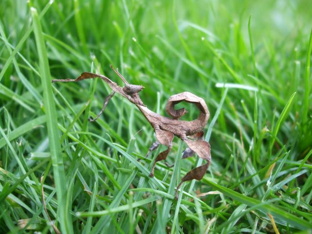 Mes reptiles et Insectes 16.12