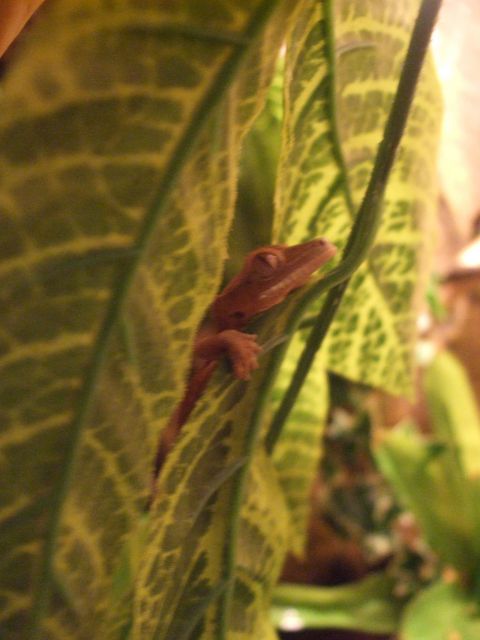 Mes reptiles et Insectes 16.13