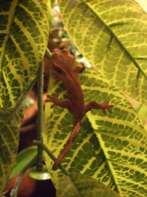 Mes reptiles et Insectes 16.14