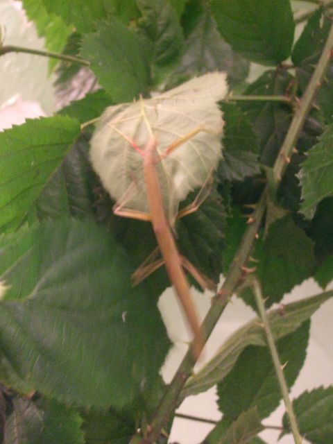 Mes reptiles et Insectes 16.15