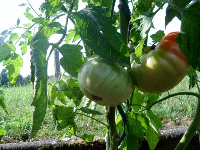 le potager 2013 03.106