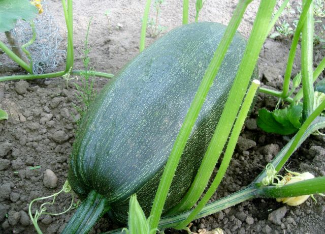 le potager 2013 03.107