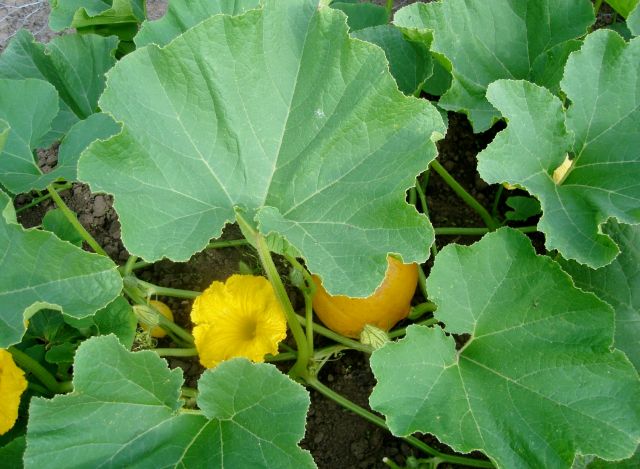 le potager 2013 03.108