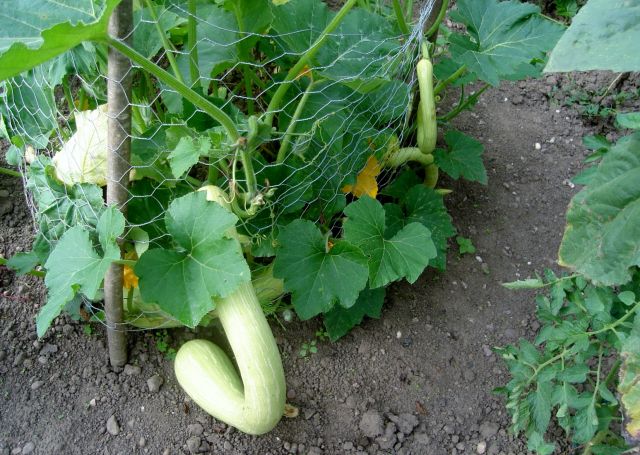 le potager 2013 03.110