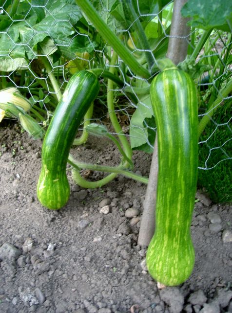 le potager 2013 03.111