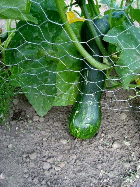 le potager 2013 03.112