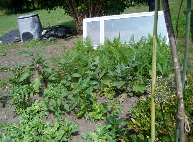 le potager 2013 03.113