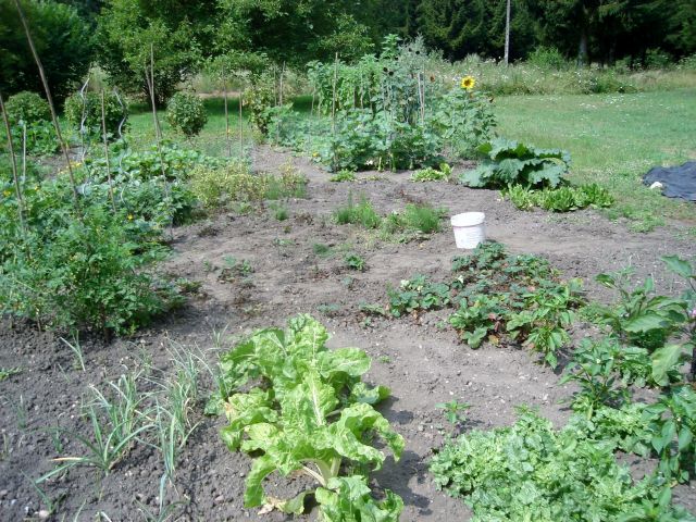 le potager 2013 03.114