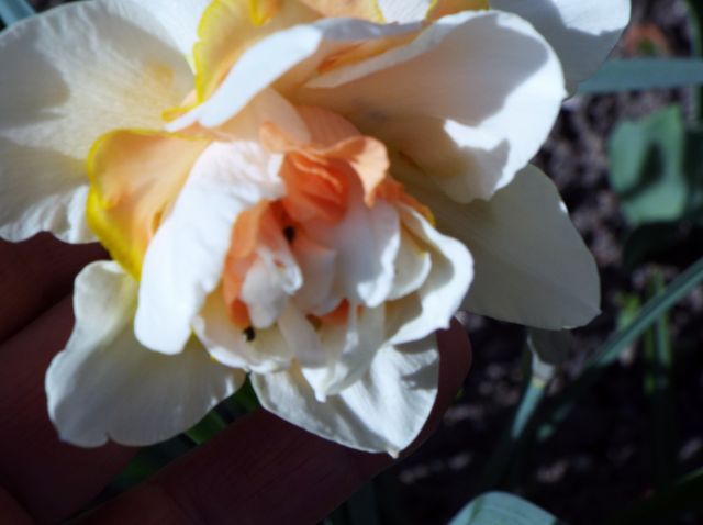 lorraine en fleur 2014 29.45