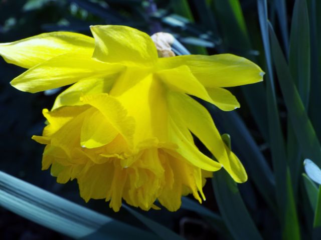 lorraine en fleur 2014 29.46