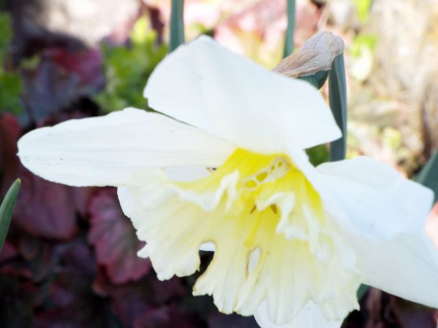 lorraine en fleur 2014 29.47