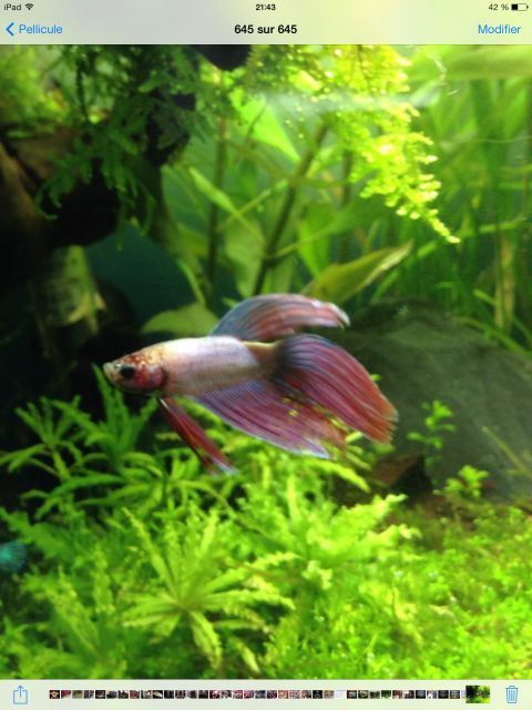 Aqua 40l jungle 16.10