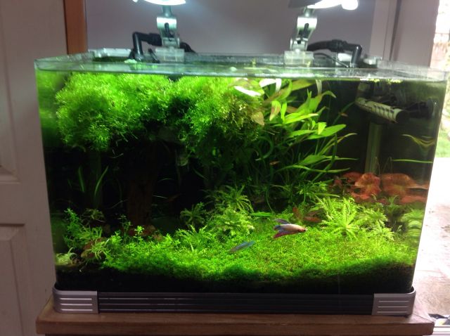 Aqua 40l jungle 16.8