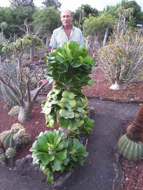 EUPHORBIA POISSONII - Page 6 15.37