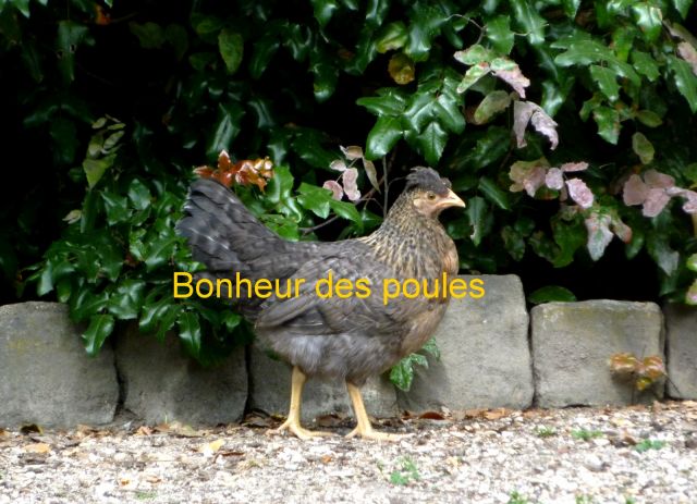 Achat Poules 13.4