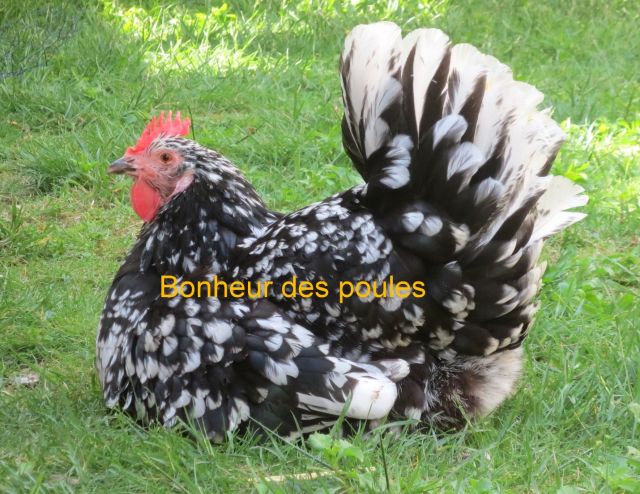 Achat Poules 13.5