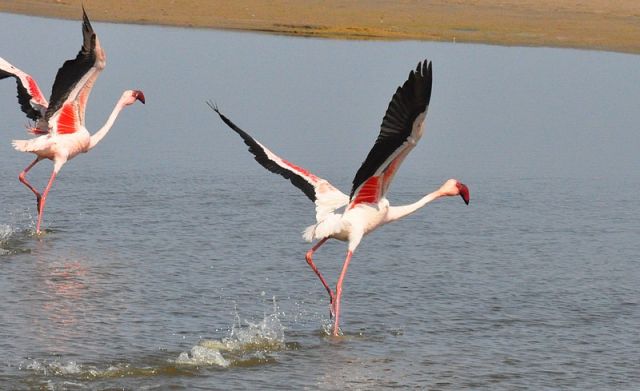 Namibie/Botswana/Zimbabwe 11.2