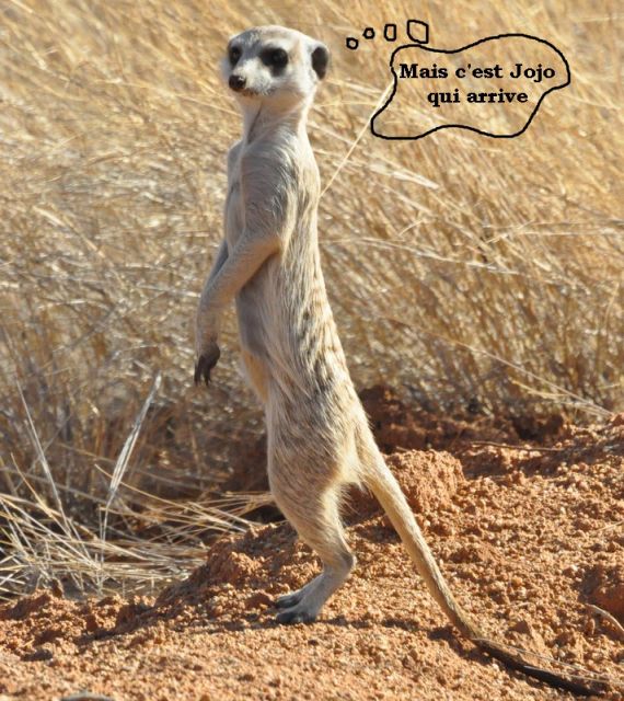 Namibie/Botswana/Zimbabwe - Page 2 26.17